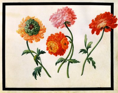 Chrysanthemums by Claude Aubriet